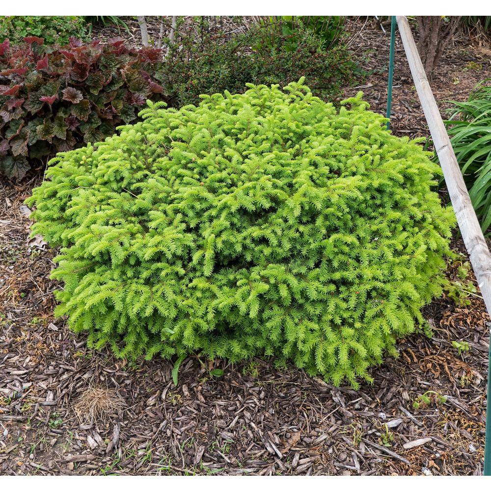Online Orchards 1 Gal. Little Gem Norway Spruce Shrub Richly Nomaintenance Dwarf Conifer CFSP003