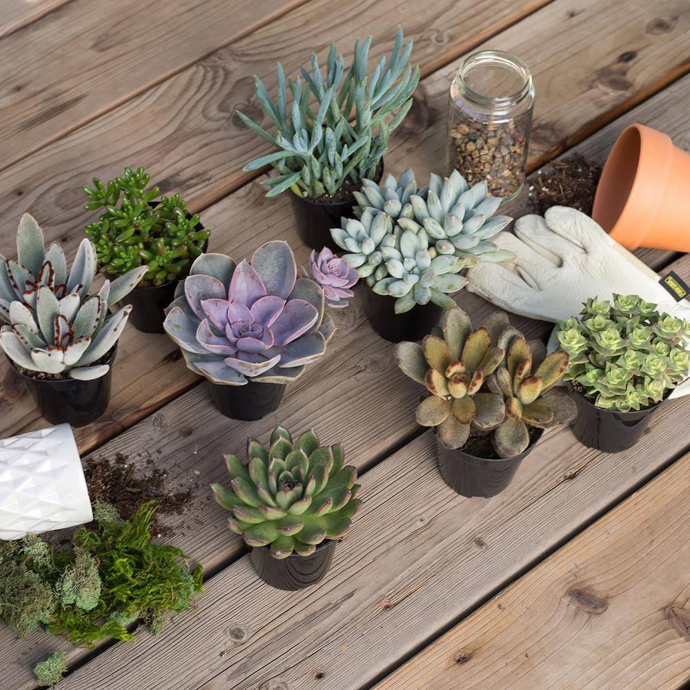 SMART PLANET 9 cm Assorted Succulent Plant Collection (6-Pack) 0883220