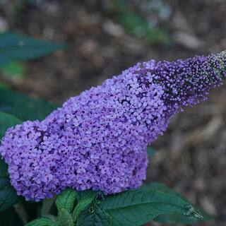 PROVEN WINNERS 3 Gal. Pugster Amethyst Butterfly Bush (Buddleia) Live Flowering Shrub with Purple Flowers PWBUD3AME1PK