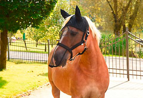 Fly halter/mask Pony