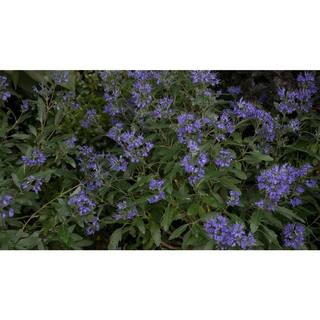 PROVEN WINNERS 1 Gal. Beyond Midnight Bluebeard (Caryopteris) Live Shrub Blue Flowers and Glossy Green Foliage CARPRC1056101