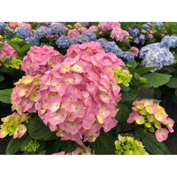 PROVEN WINNERS 1 Gal. Let's Dance Sky View Reblooming Hydrangea (Macrophylla) Live Plant Shrub Blue or Pink Flower HYDPRC2566101