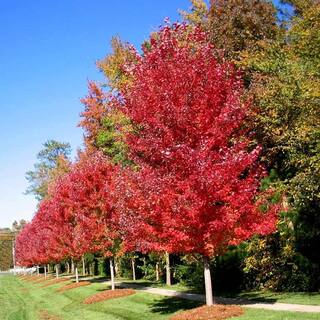 Brighter Blooms 5 ft. to 6 ft. Tall 5 Gal. Autumn Blaze Maple Trees MAP-BLA-56-5