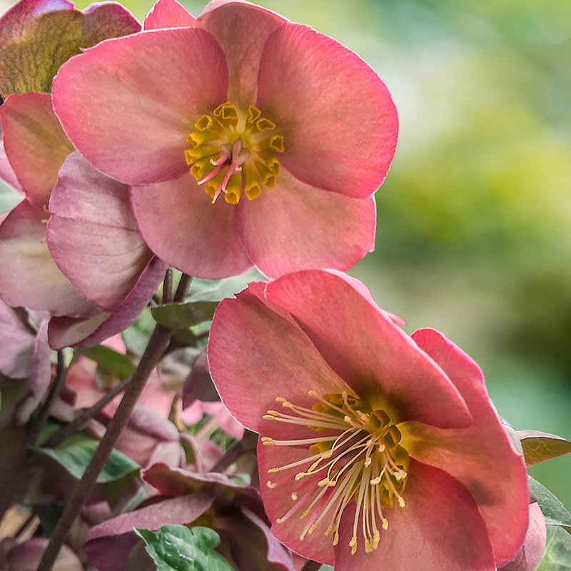 Penny's Pink Lenten Rose (Helleborus)， Bare Root Starter Perennial Plant (1-Pack)