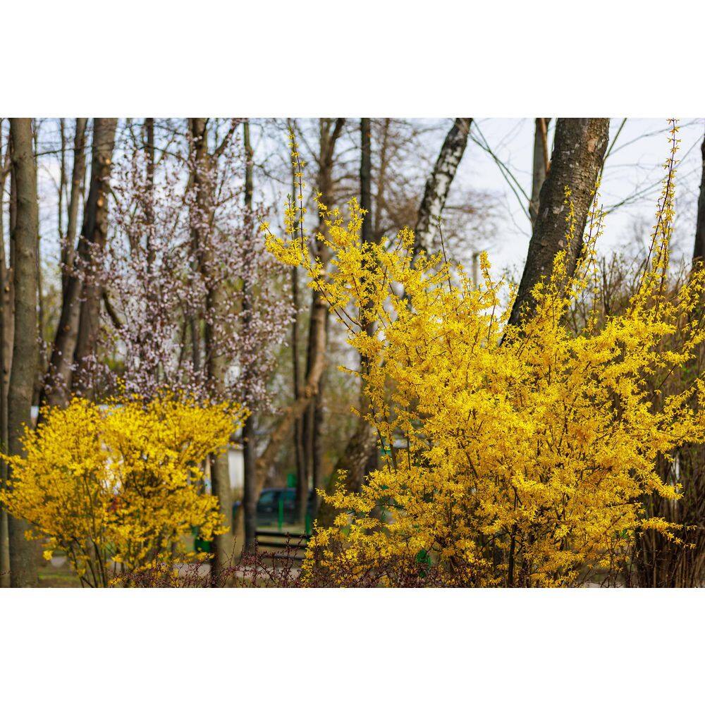 BELL NURSERY 3 Gal. Lynwood Gold Forsythia Flowering Shrub with Yellow Flowers FORSY3LGD1PK