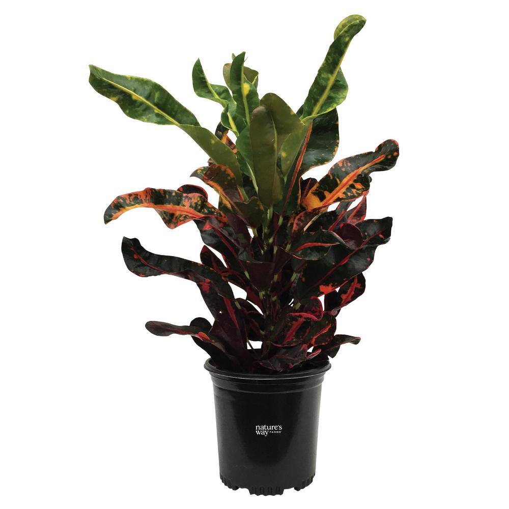 NATURE'S?WAY FARMS Croton Mamey Live Outdoor Plant in Growers Pot Average Shipping Height 1-2 Ft. Tall 1225