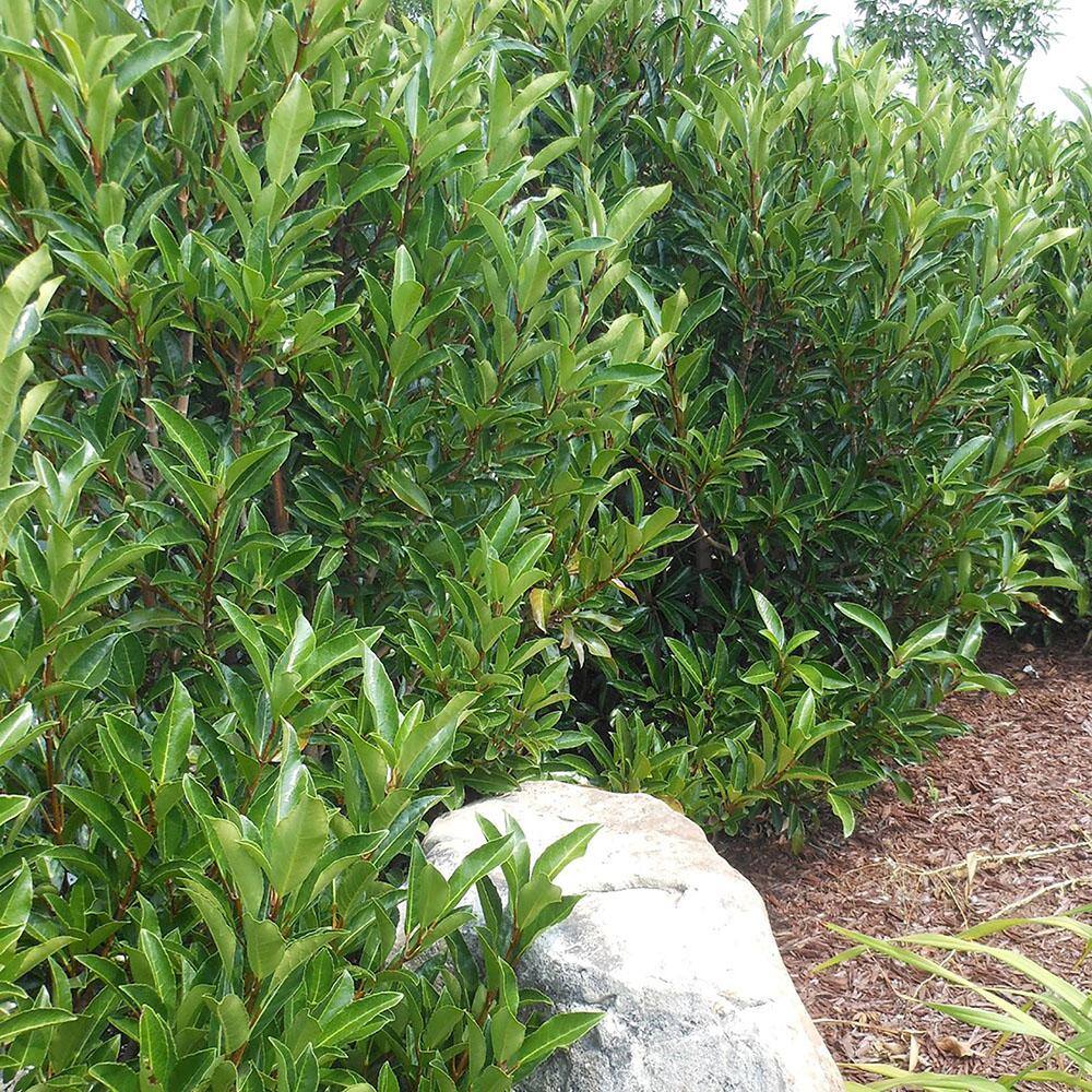 7 Gal. Chindo Viburnum Shrub with White Flowers 16000