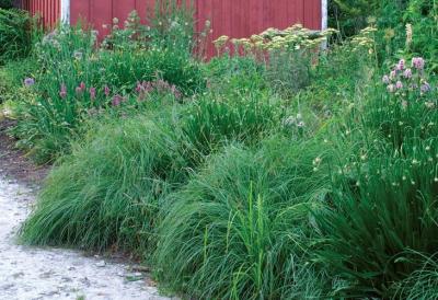 Classy Groundcovers - Carex flacca (Carex glauca)  {25 Pots - 3 1/2 inch Square}