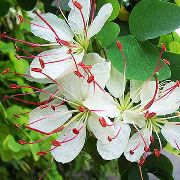 Bauhinia Retusa - 0.5 kg Seeds