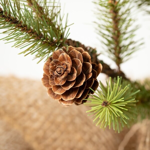 Sullivans Pinecone Tree In Burlap，Green