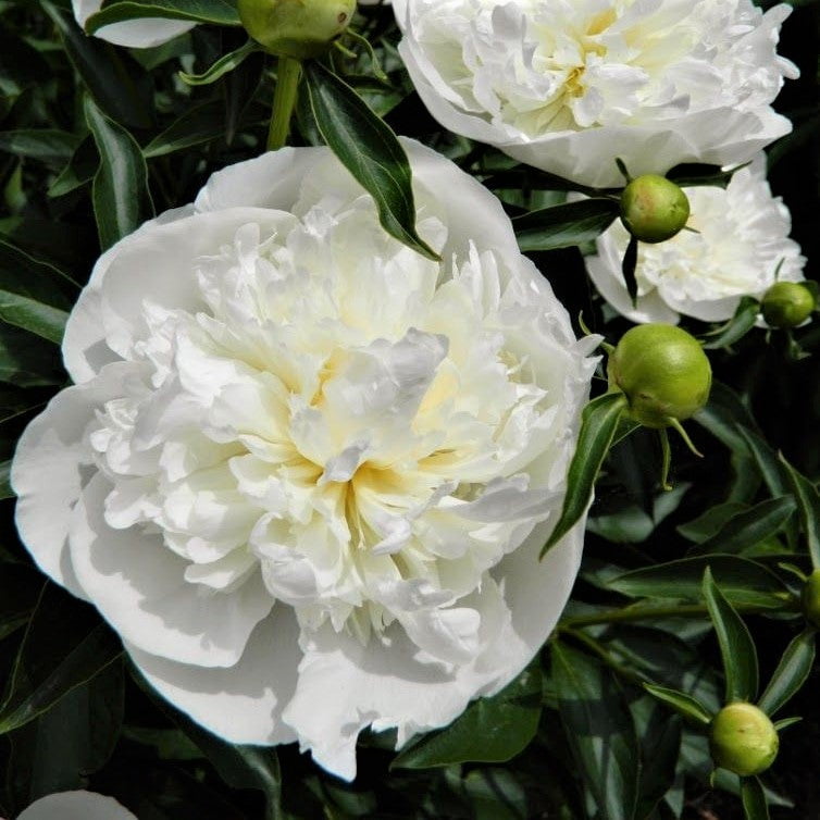 Peony Roots - Duchesse De Nemours - 2 Roots - White Flower Bulbs，  Root  Attracts Bees， Attracts Butterflies， Attracts Pollinators， Easy to Grow and Maintain， Fragrant， Container Garden