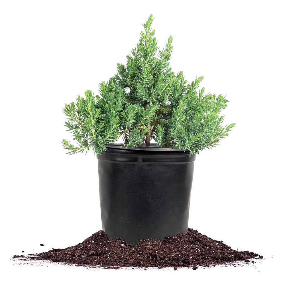 Perfect Plants 1 Gal. Blue Pacific Juniper Shrub in Grower's Pot Highly Pest Resistant Ground Cover THD00558