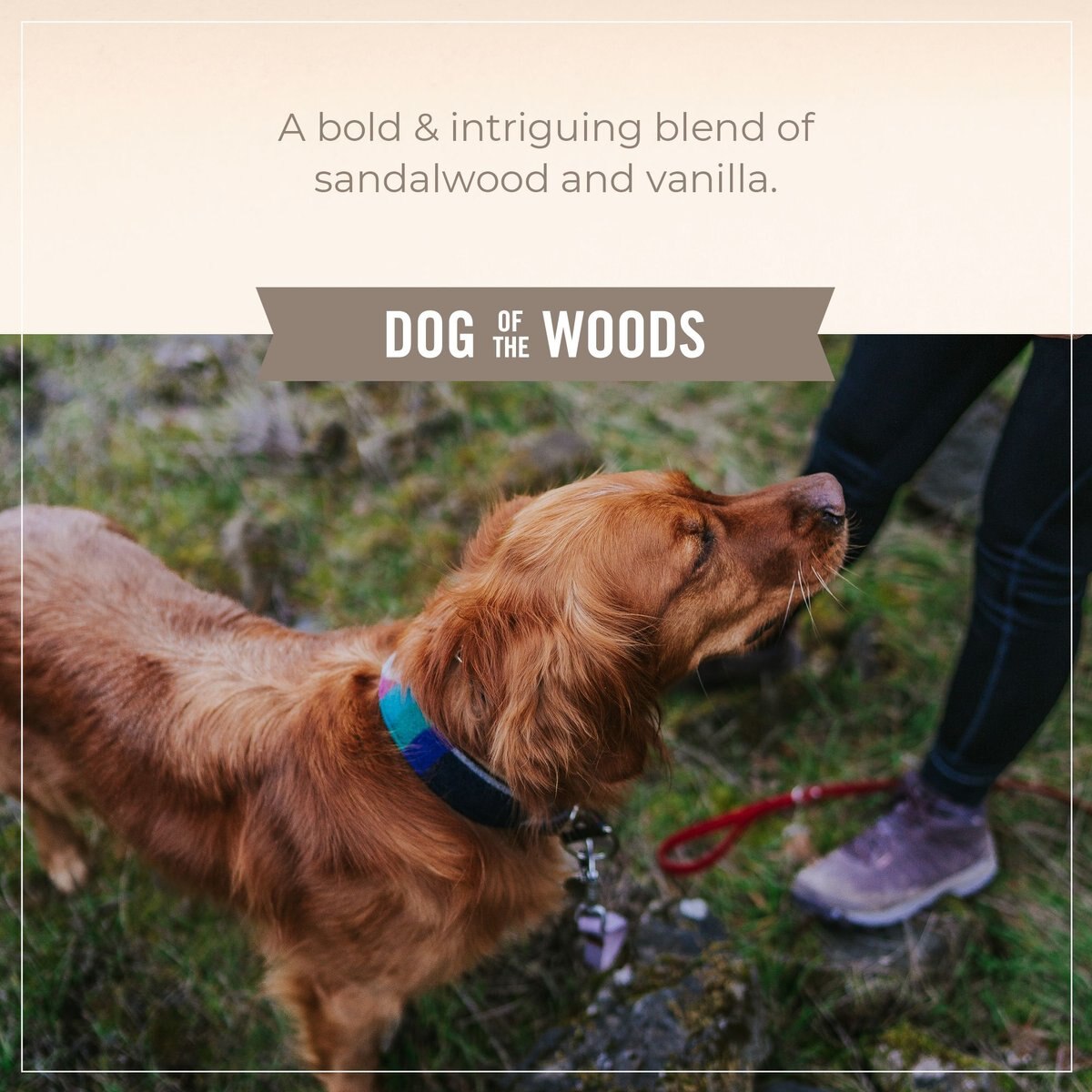 Skout's Honor Probiotic Dog of the Woods Dog Detangler