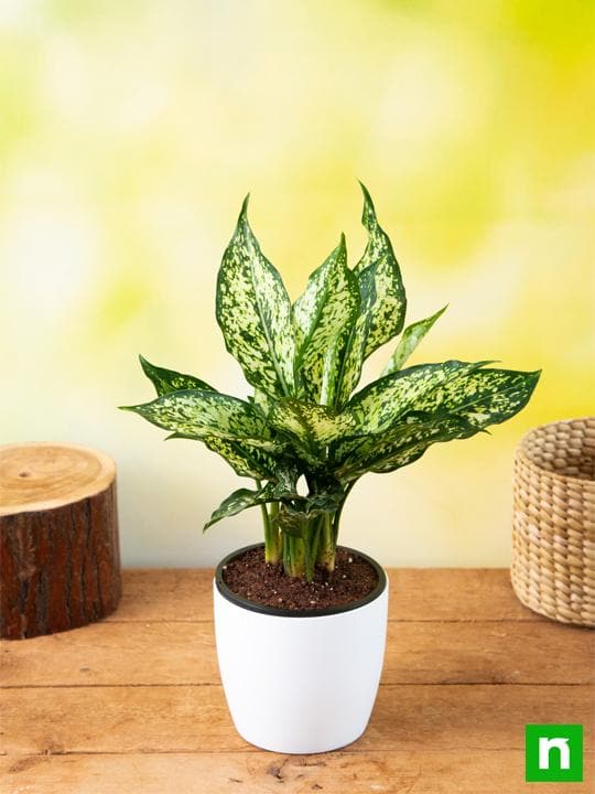 Aglaonema costatum, Chinese Evergreen (Green) - Plant