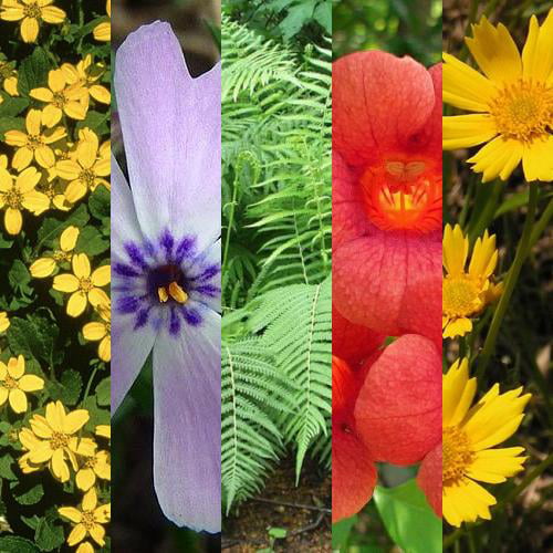 Classy Groundcovers - Collection #1 of Native Plants for Sun: 10 Trumpet Creeper， 25 Goldenstar， Green and Gold， 25 Coreopsis 'Nana'， 25 Southern Shield Fern， 25 Phlox 'Blue Emerald'