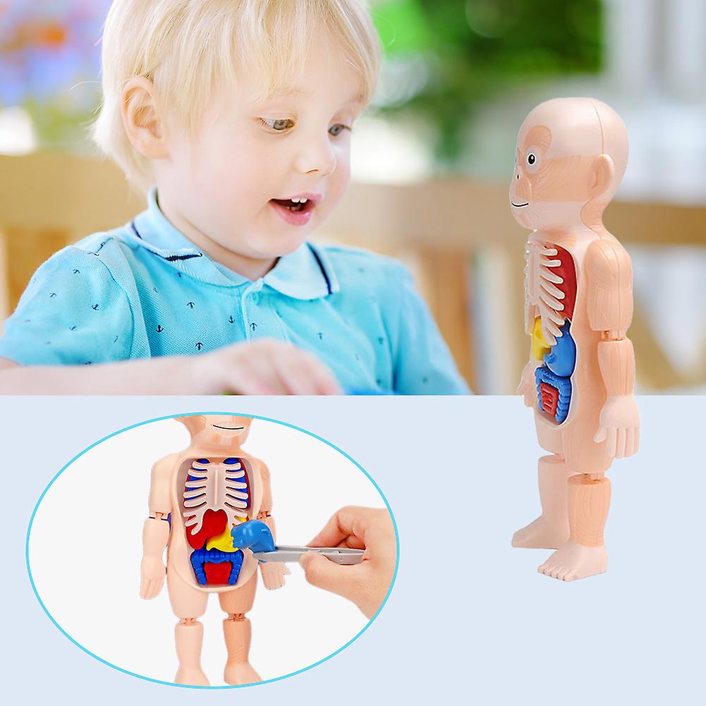 Human Anatomy Model Human Organ Teaching Aids Children Science Classroom Plastic Diy Organ Assembly Toys