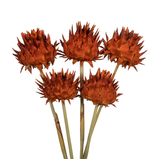 Vickerman Natural Dried Artichoke Head Attached To A Reed Stem Dried