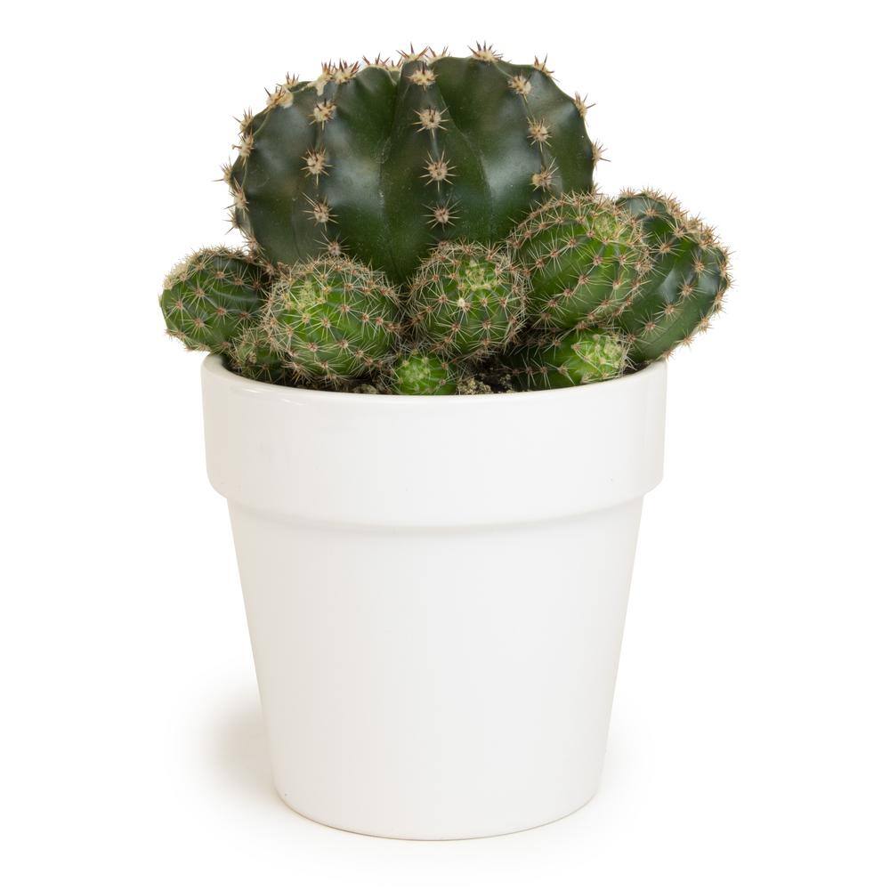 SMART PLANET 9 cm Cactus in White Glazed Clay Pot 0872540