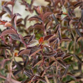 SOUTHERN LIVING 2 Gal. Delta Moonlight Crapemyrtle Live Deciduous ShrubTree Burgundy Foliage  White Blooming 37742