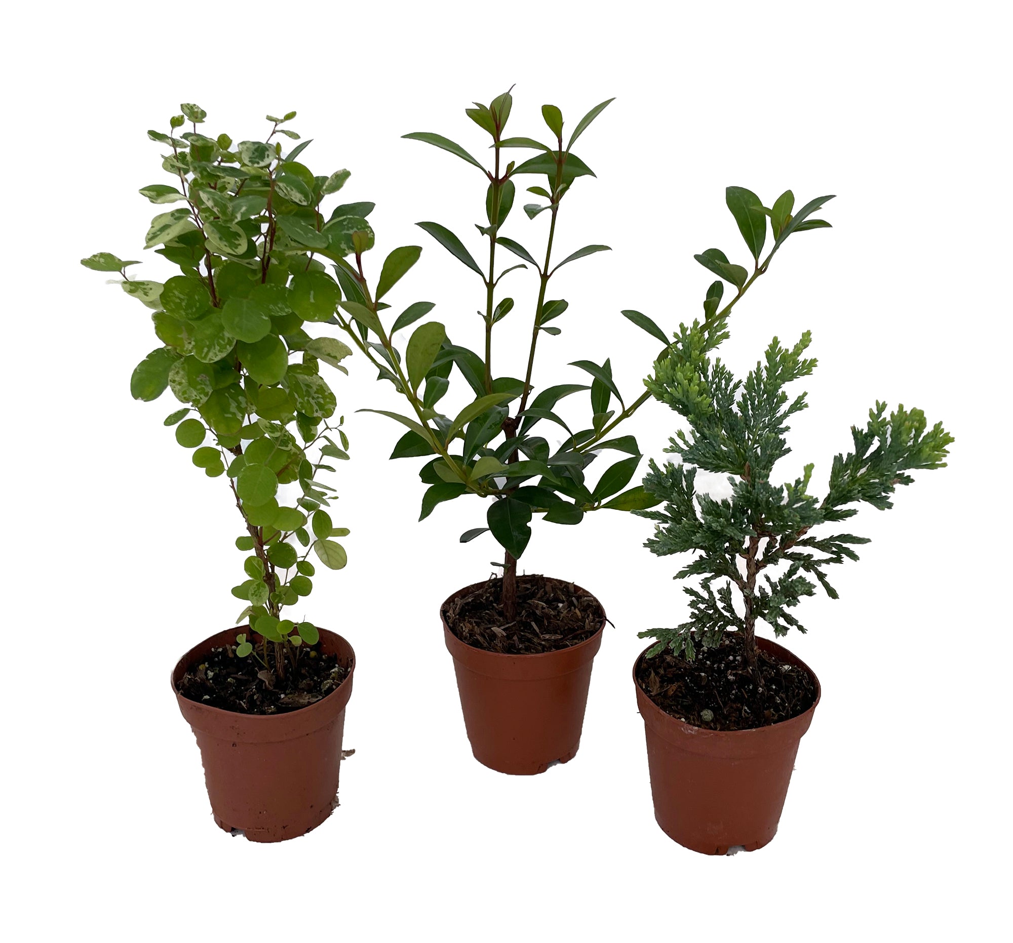 Zen Living Bonsai Assortment - 3 Plants 2