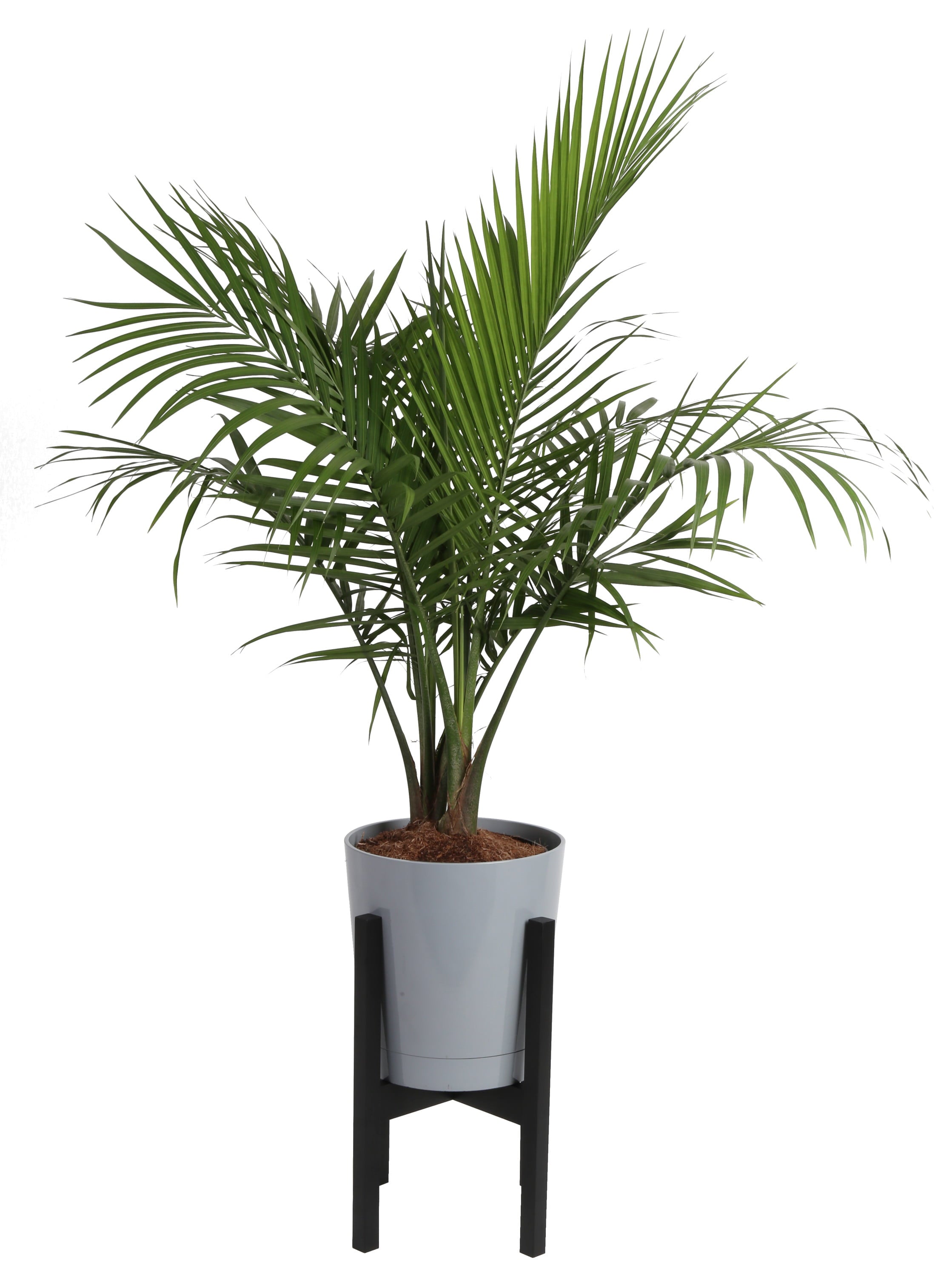 Costa Farms  Live Indoor 3-4 FT. Tall Green Majesty Palm Tree; Bright， Indirect Sunlight Plant in 8.75in. Mid-Century Modern Planter