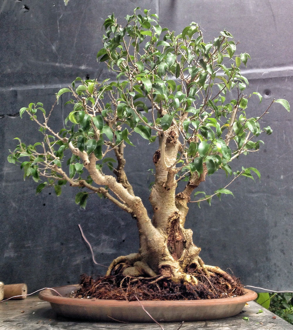 Too Little Weeping Fig - Ficus benjamina - 4