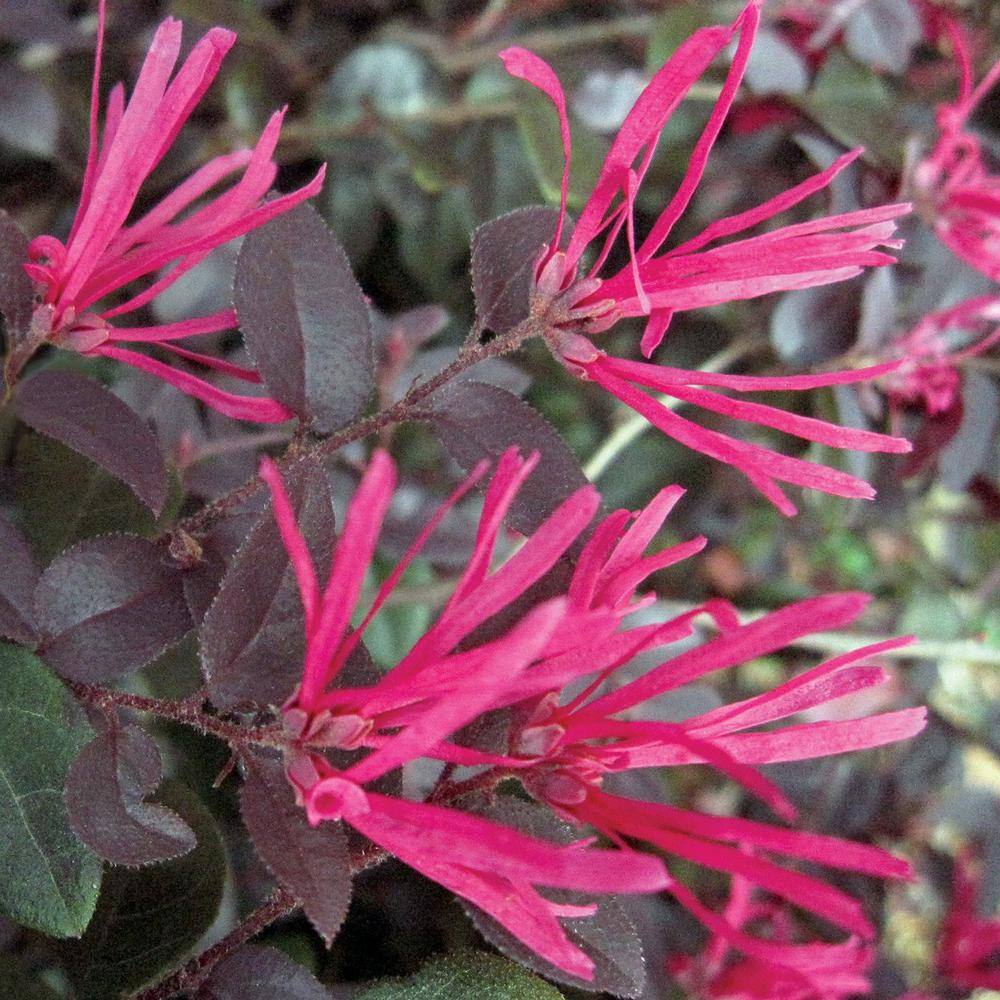 national PLANT NETWORK 3 gal. Loropetalum Cerise Charm Shrub with Red Flowers HD1809