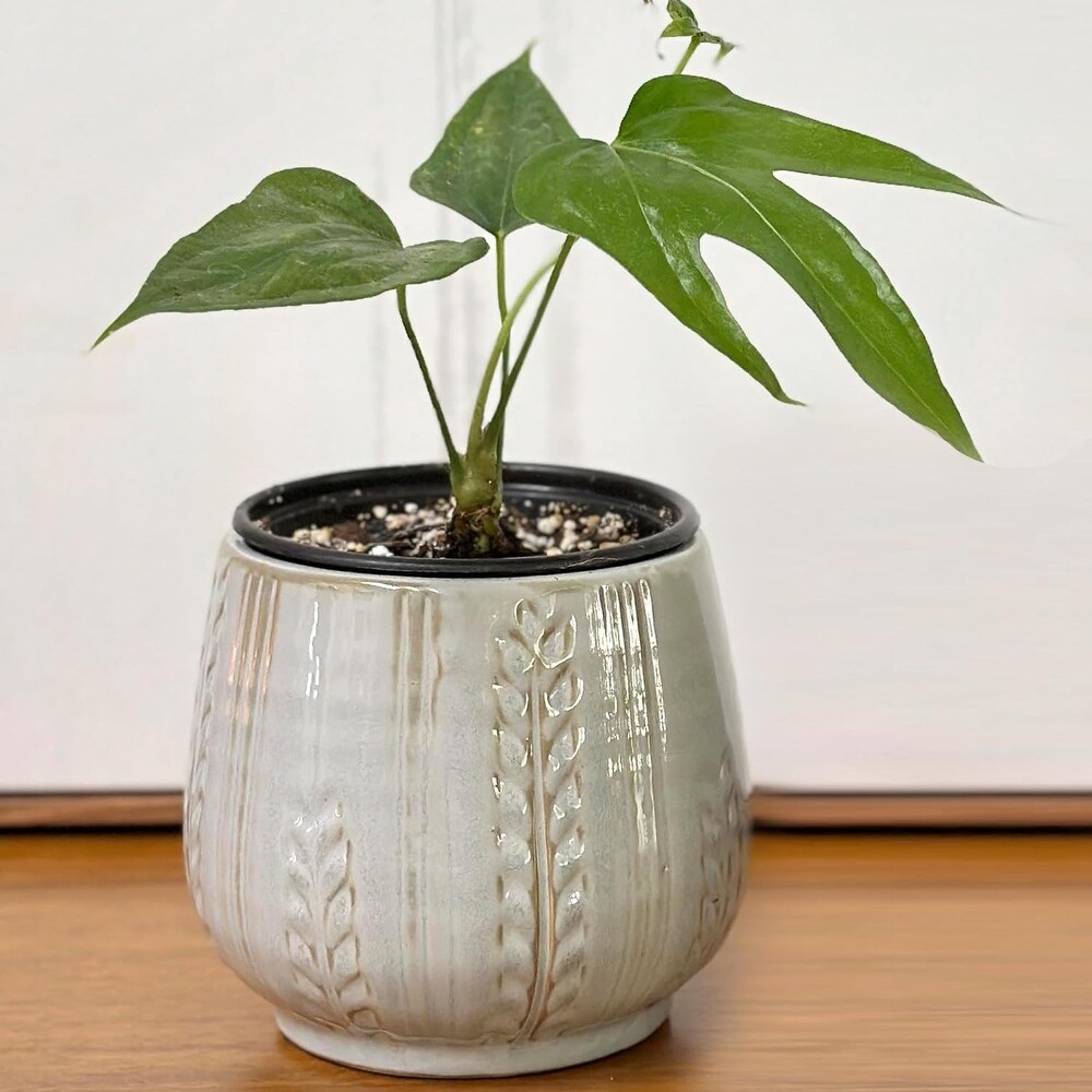 Admired By Nature Planters Pots  Modern Ceramic for Home Décor