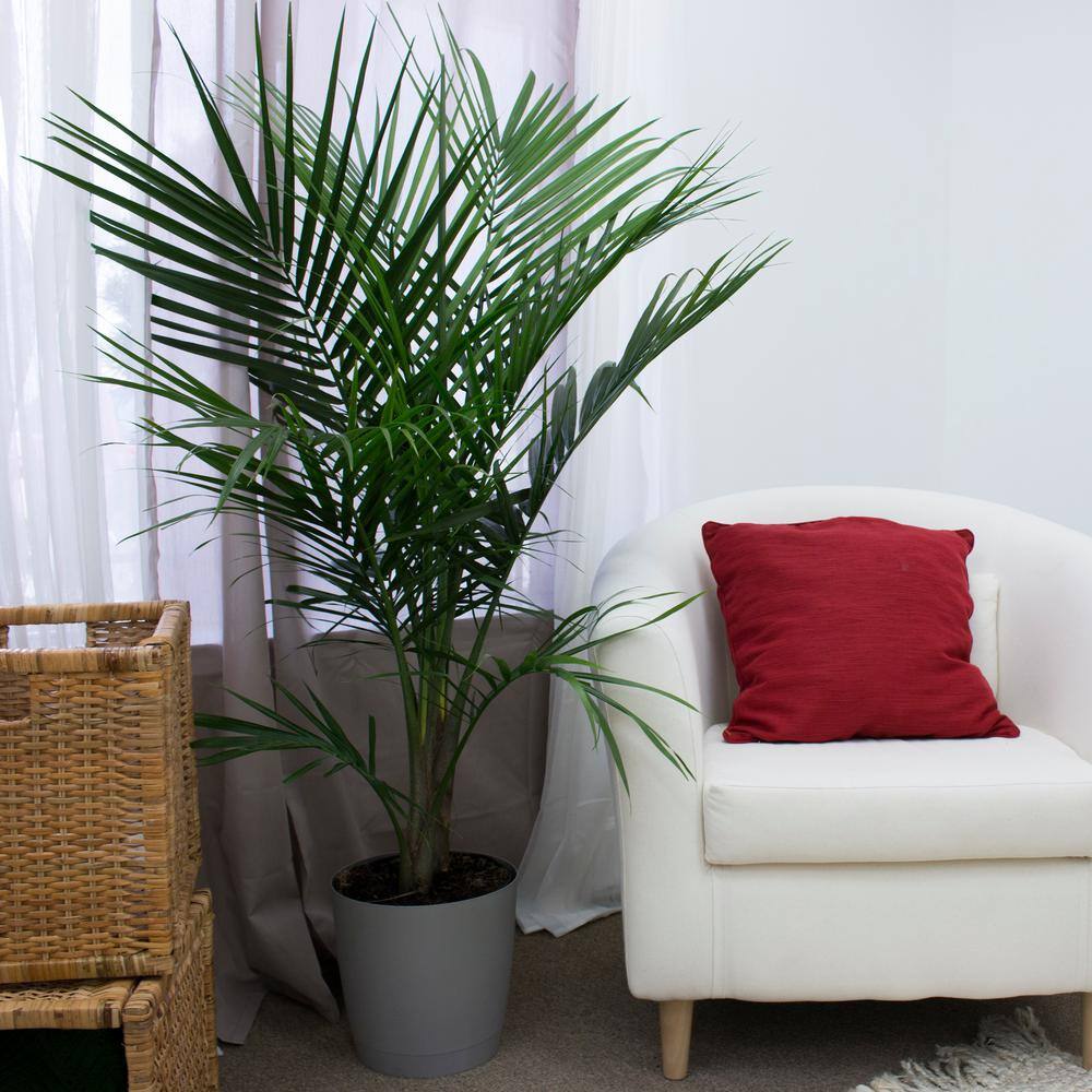 Costa Farms Majesty Indoor Palm in 9.25 in. Grower Pot Avg. Shipping Height 3-4 ft. Tall 10MAJ