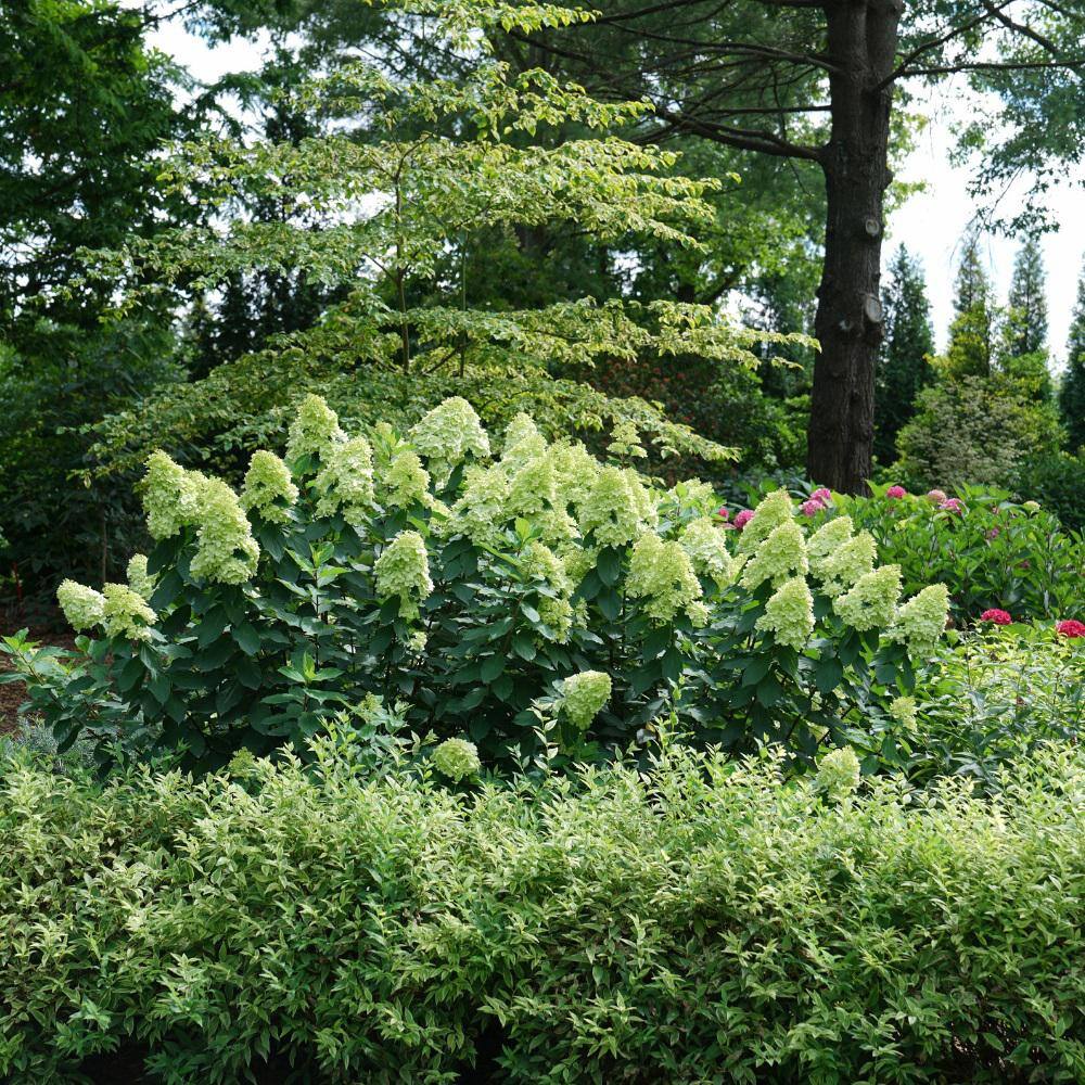 PROVEN WINNERS 5 Gal. Limelight Prime Hydrangea Shrub with Green to Pink Flowers 16706