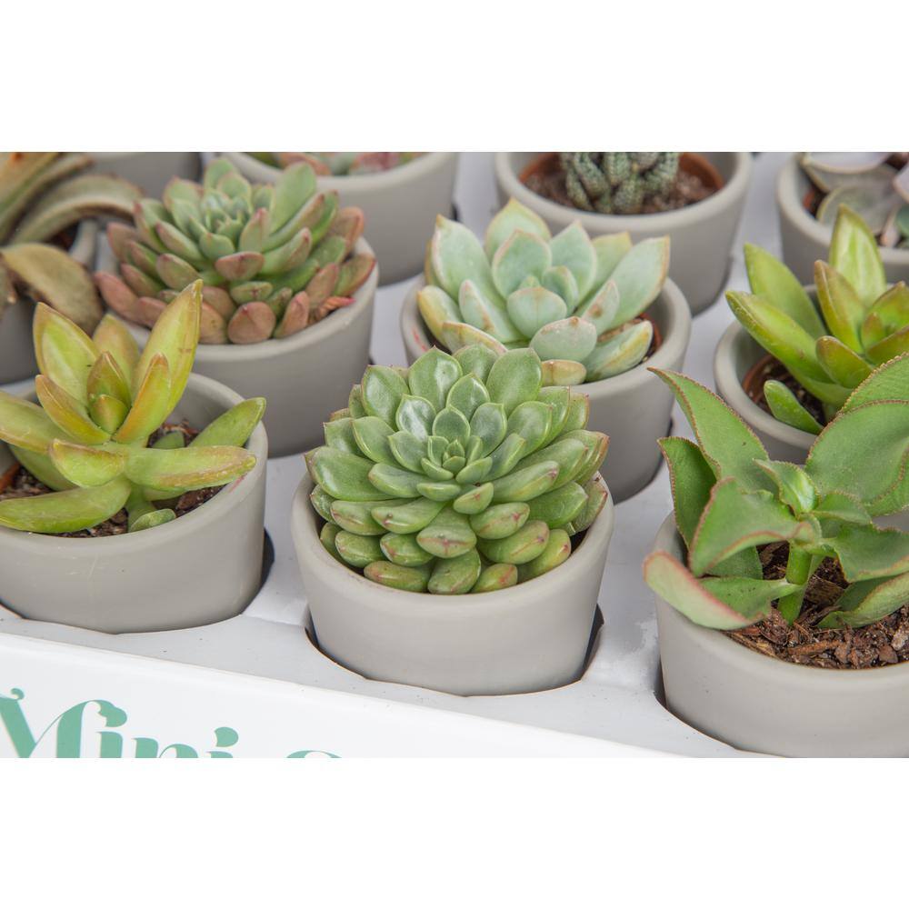 Costa Farms Mini Indoor Succulent Plants in 2 in. Ceramic Pots and Tray Avg. Shipping Height 2 in. Tall (48-Pack) CO.2SUCTRAY48