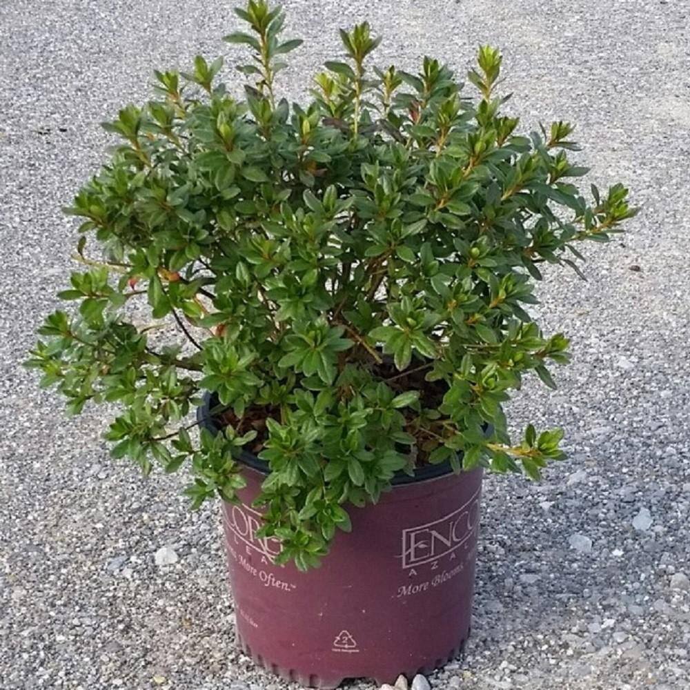 ENCORE AZALEA 3 Gal. Autumn Chiffon Shrub with Bicolor White and Magenta Pink Reblooming Flowers 80403