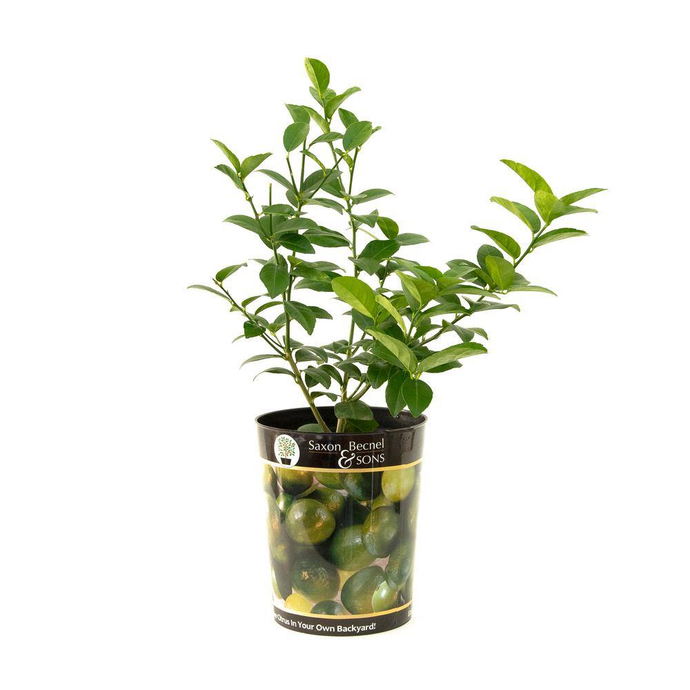 Garden State Bulb Persian Lime Tree Live Plant (1 gal. Pot) ECS-22-01-01