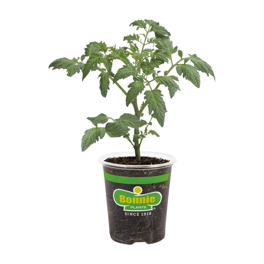 Bonnie Plants 19 oz. Celebrity Tomato Vegetable Plant 0219