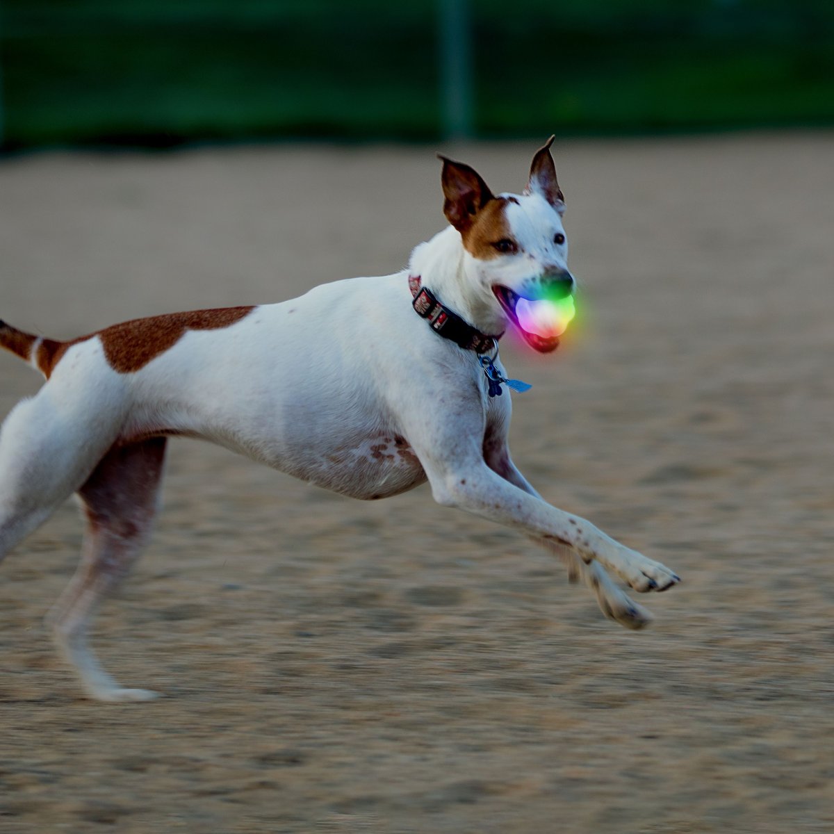 Nite Ize GlowStreak Wild LED Ball-Disc-O Dog Toy