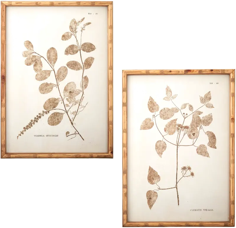 Assorted 24 Inch Botanical Framed Art