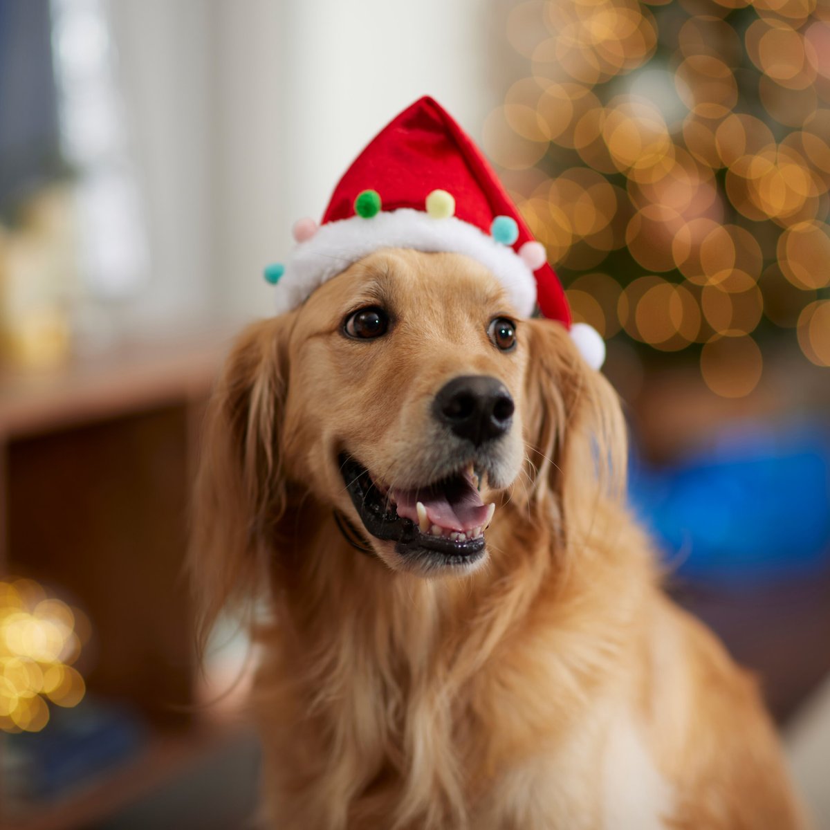 Frisco Holiday Poms Dog and Cat Santa Hat