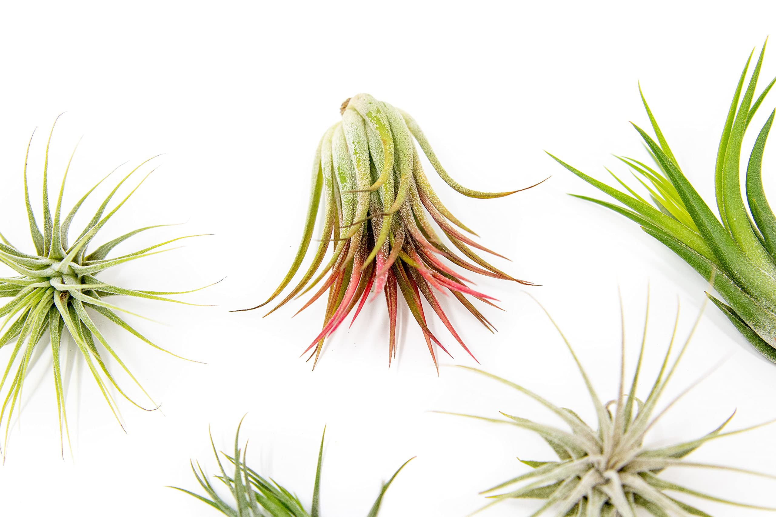 12 Pack Assorted Ionantha Air Plants - Wholesale - Bulk - Live Tillandsia - Easy Care House Plants - Succulents - 30 Day Guarantee