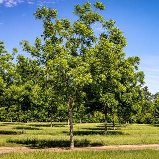 national PLANT NETWORK 2.25 Gal. Deciduous Native Pecan Tree HD7107