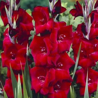 VAN ZYVERDEN Gladiolus Large Flowering Espresso (Set  of 12 Bulbs) 84515