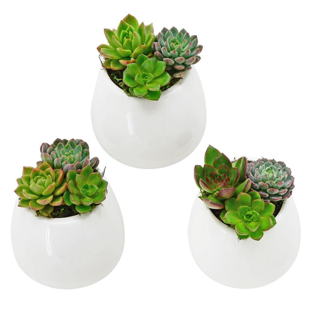 Arcadia Garden Products Round 3-12 in. x 4 in. Gloss White Ceramic Wall Planter (3-Piece) WP25