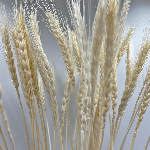 Bundle of 4 Dried wheat，50 pcs，24 long