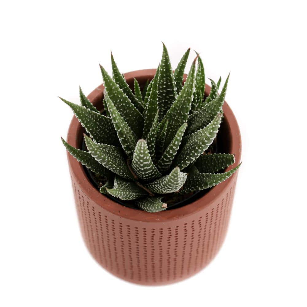 2.5 in. Assorted Succulent Set in Orange Dot Pot (2-Pack) SUCCLYAS325SOD