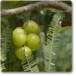 Amla, Tree for Bharani Nakshatra, Aries or Mesh Rashi - Plant