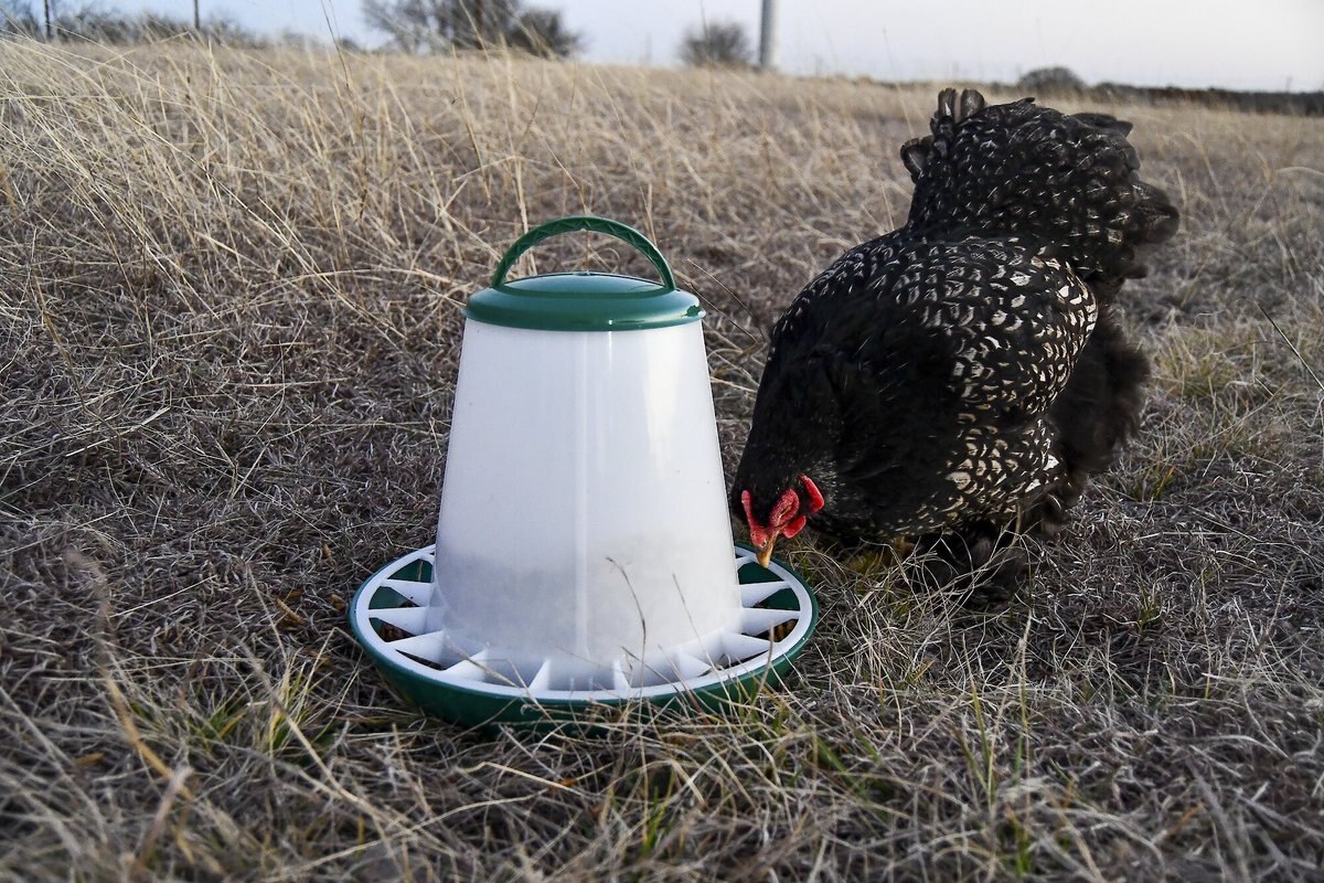 My Favorite Chicken Poultry Hopper Feeder， 6-6-lb