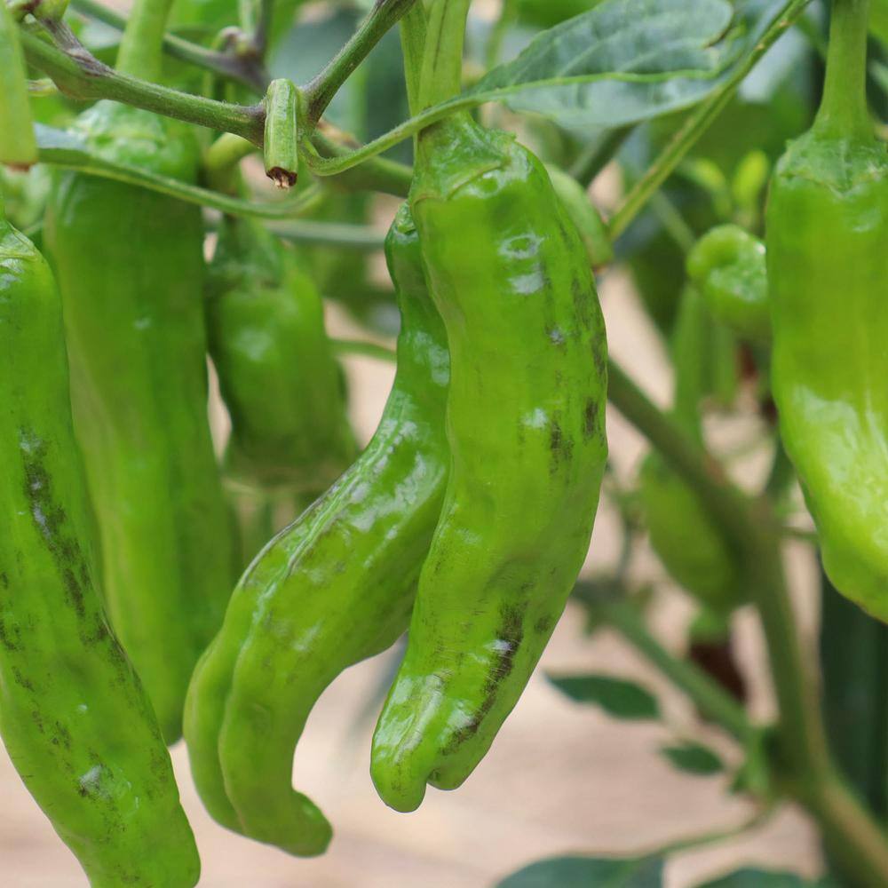 Bonnie Plants 19 oz. Shishito Pepper Plant 2705
