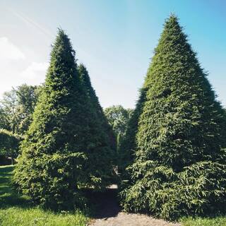national PLANT NETWORK 2.5 qt. Arborvitae Green Giant Shrub HD7136