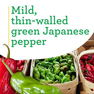 Bonnie Plants 19 oz. Shishito Pepper Plant 2705