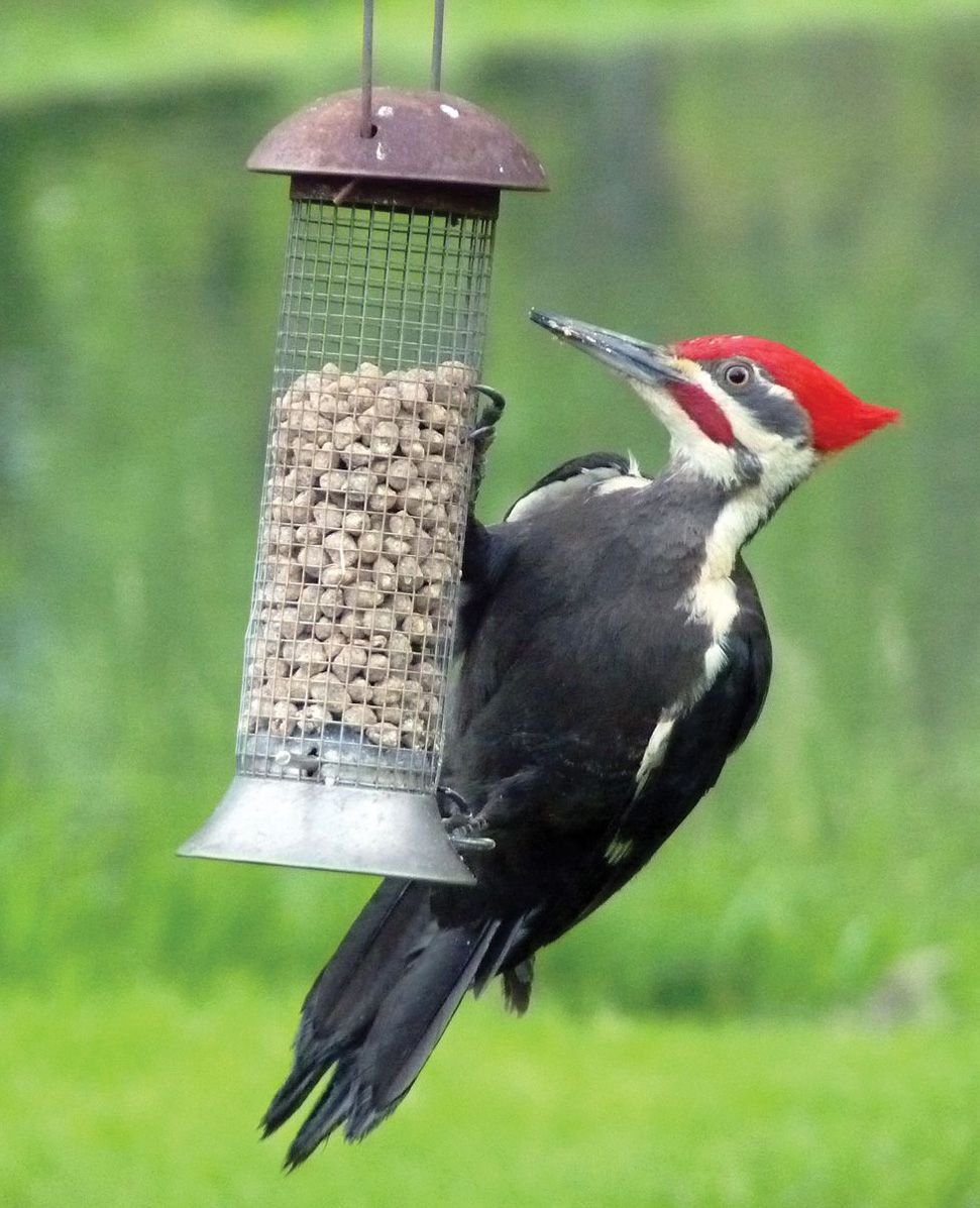 CandS Woodpecker Suet Nuggets Wild Bird Food