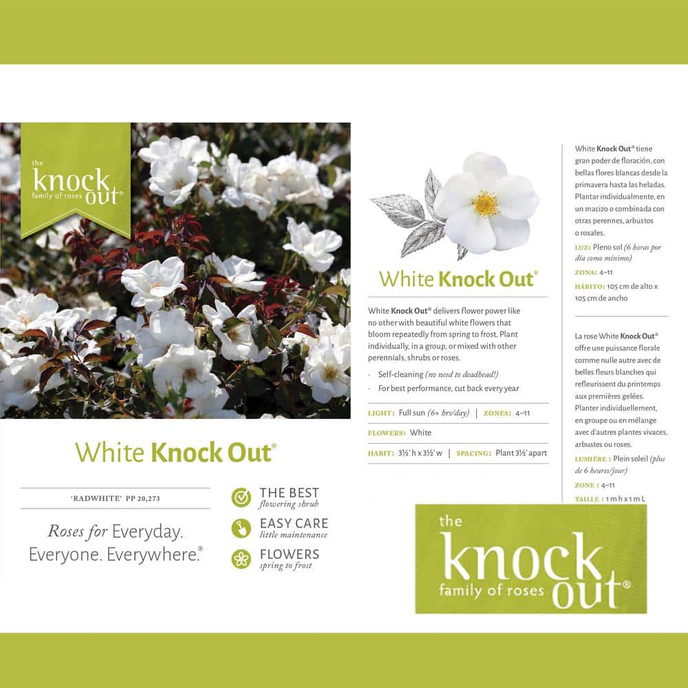 KNOCK OUT 1 Gal. White Knock Out Rose Bush with White Flowers 13170